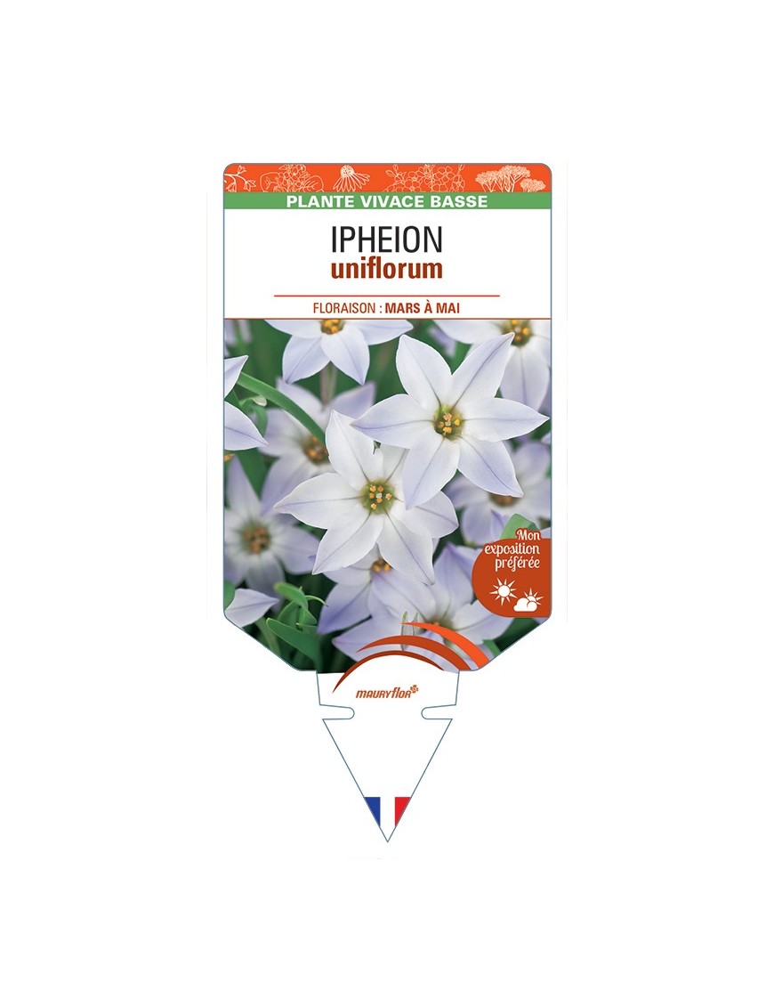 IPHEION uniflorum
