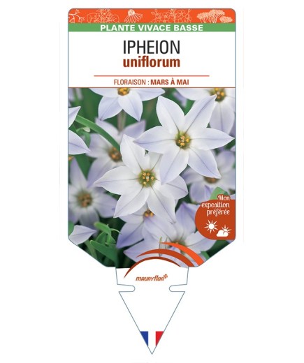 IPHEION uniflorum