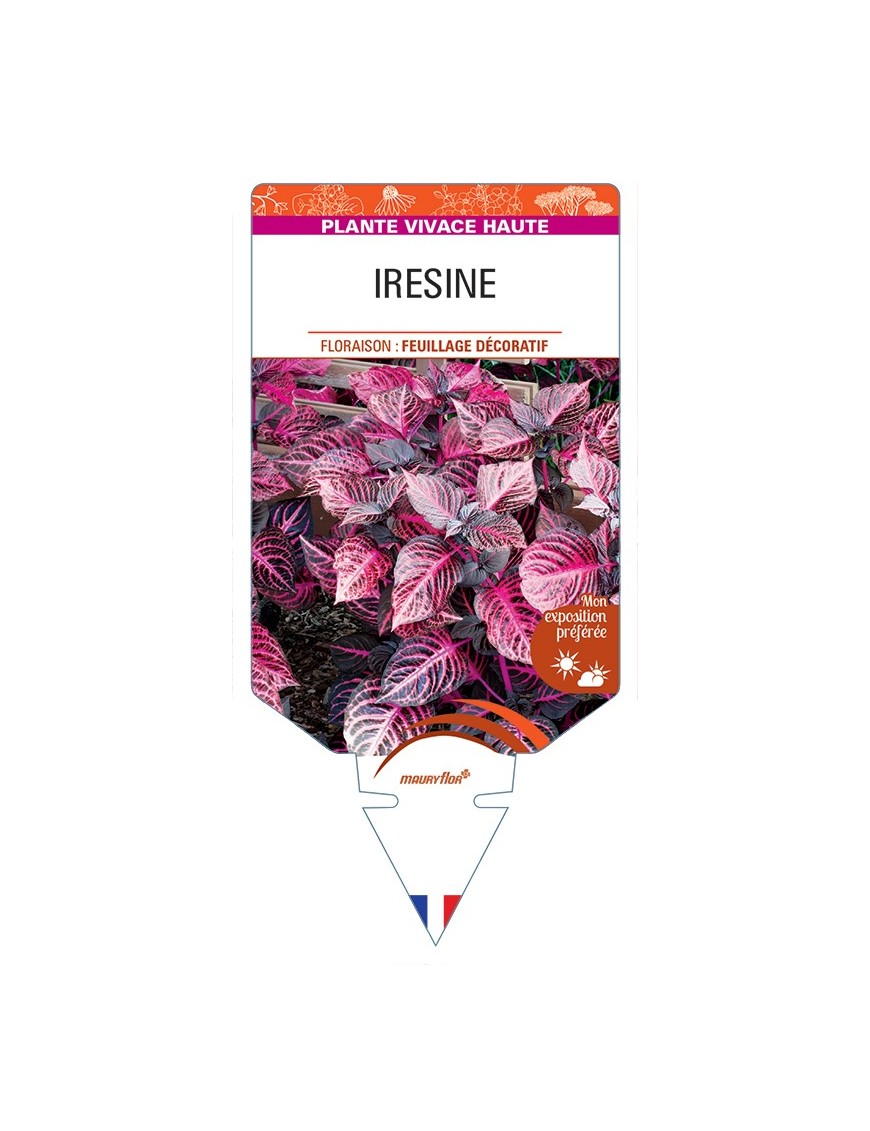 IRESINE