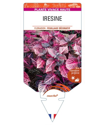 IRESINE