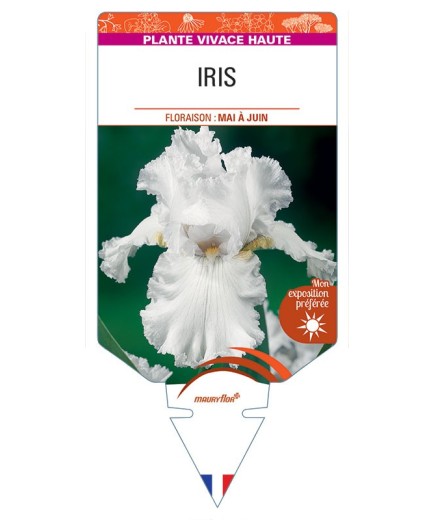 IRIS (germanica blanc)