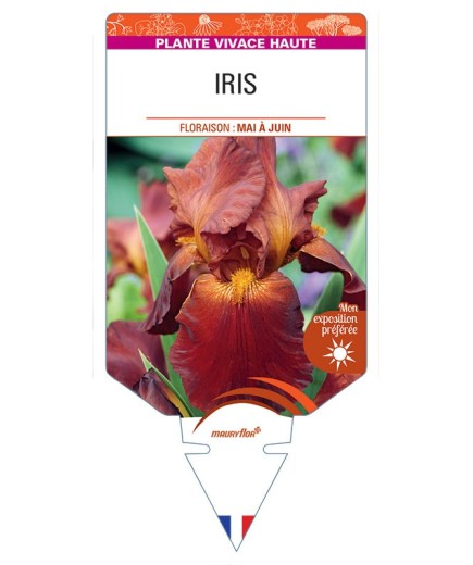 IRIS (germanica brun clair)
