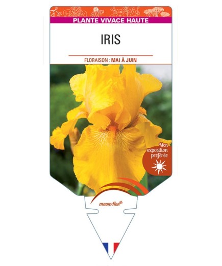 IRIS (germanica jaune vif)