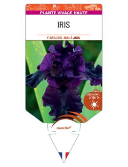 IRIS (germanica noir)