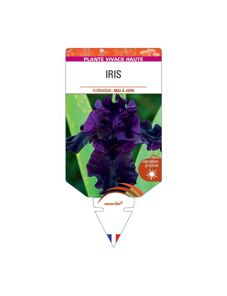 IRIS (germanica noir)