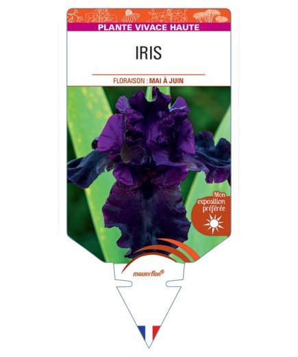 IRIS (germanica noir)