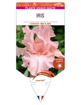 IRIS (germanica rose)