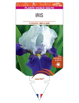 IRIS (germanica violet et blanc)