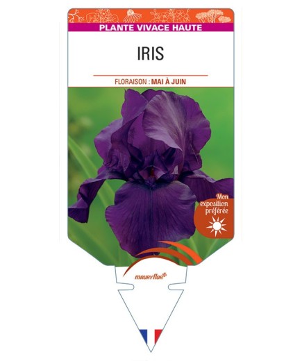 IRIS (germanica violet)