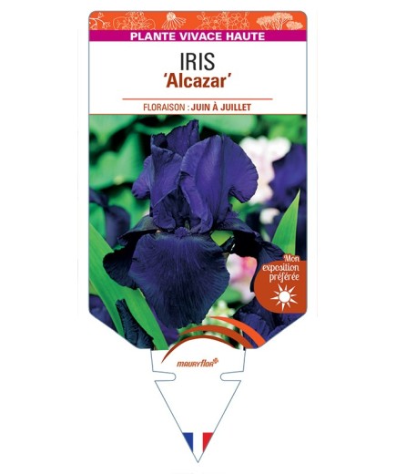 IRIS (germanica) Alcazar
