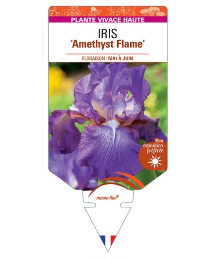 IRIS (germanica) Amethyst Flame