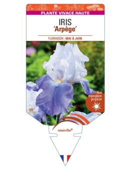 IRIS (germanica) Arpege