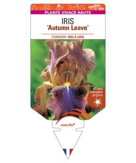 IRIS (germanica) Autumn Leaves