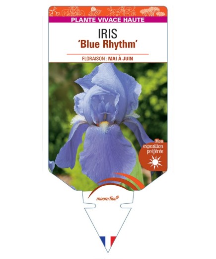 IRIS (germanica) Blue Rhythm