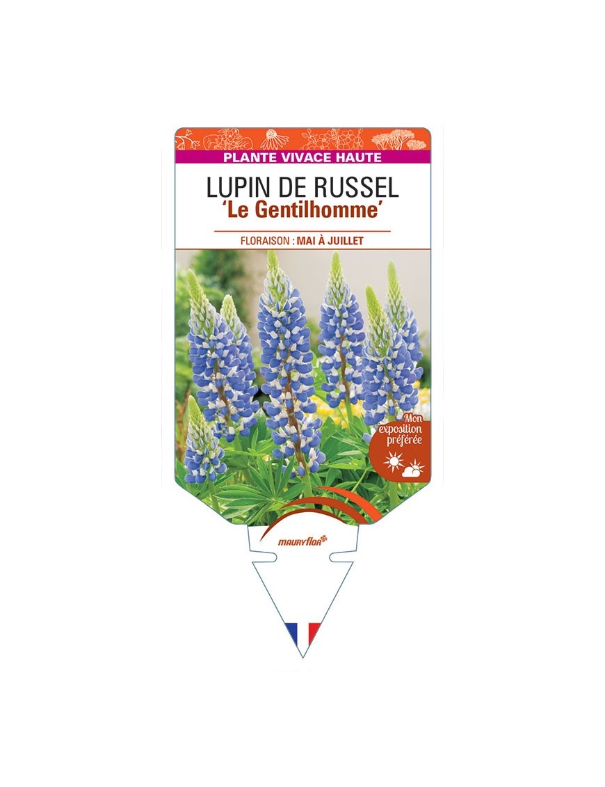 LUPINUS 'Le Gentilhomme' voir LUPIN DE RUSSEL (bleu) *