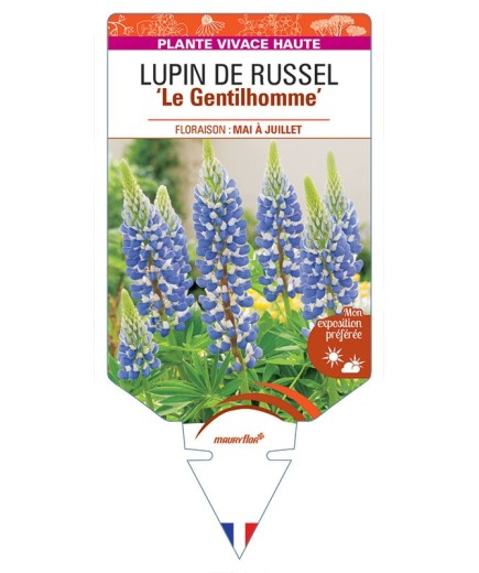 LUPINUS 'Le Gentilhomme' voir LUPIN DE RUSSEL (bleu) *