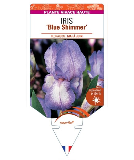 IRIS (germanica) Blue Shimmer