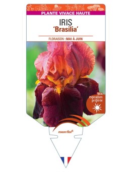 IRIS (germanica) Brasilia