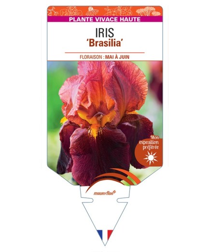 IRIS (germanica) Brasilia