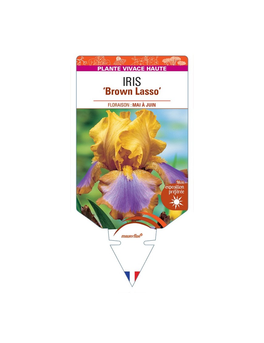 IRIS (germanica) Brown Lasso