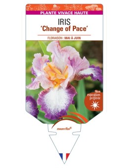 IRIS (germanica) Change of Pace