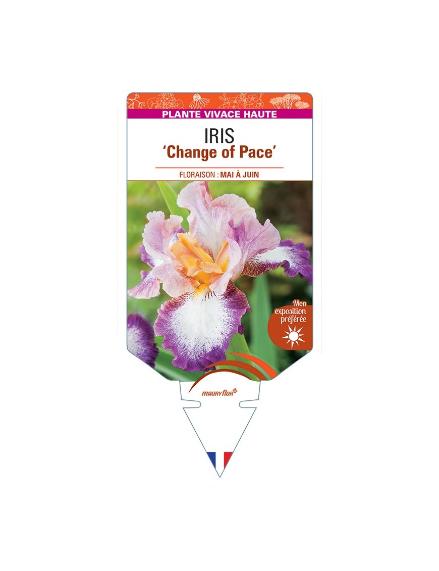 IRIS (germanica) Change of Pace