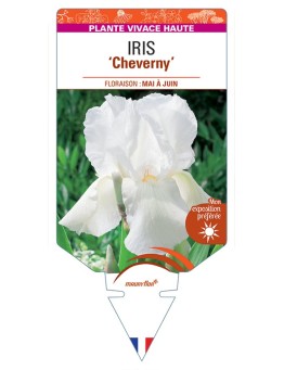 IRIS (germanica) Cheverny