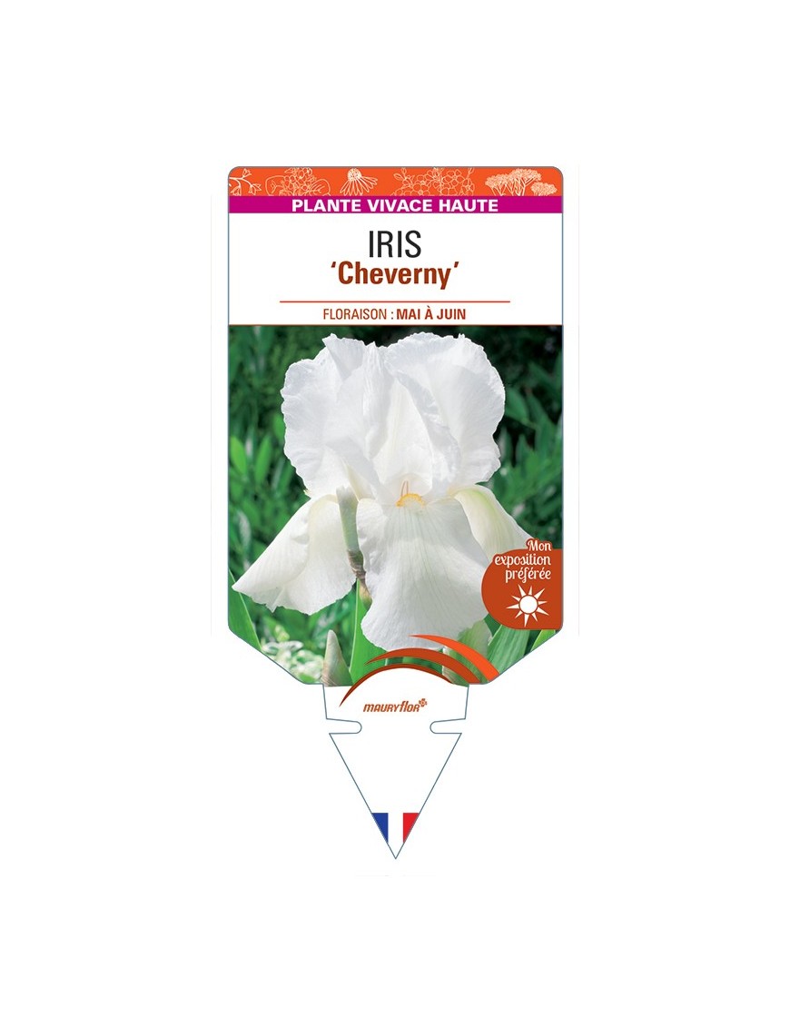 IRIS (germanica) Cheverny