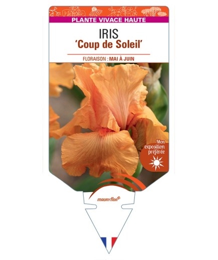 IRIS (germanica) Coup de Soleil