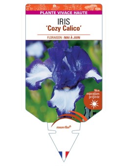 IRIS (germanica) Cozy Calico
