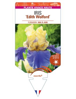 IRIS (germanica) Edith Wolford