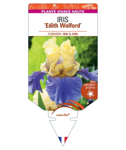 IRIS (germanica) Edith Wolford
