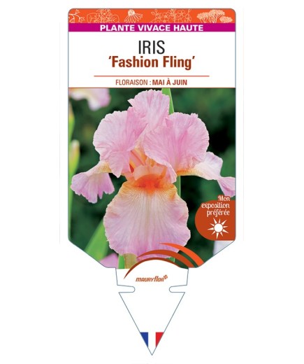 IRIS (germanica) Fashion Fling