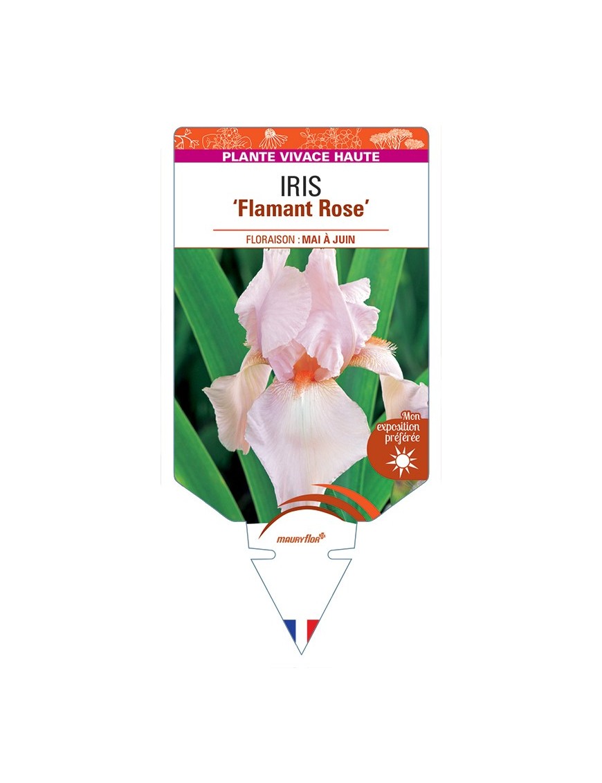 IRIS (germanica) Flamant (rose)