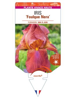 IRIS (germanica) Foulque Nera