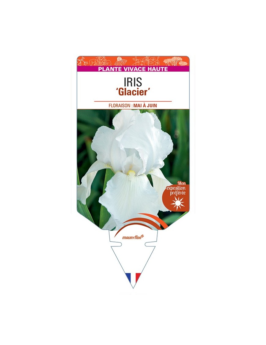 IRIS (germanica) Glacier