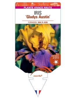 IRIS (germanica) Gladys Austin