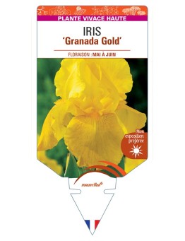 IRIS (germanica) Granada Gold