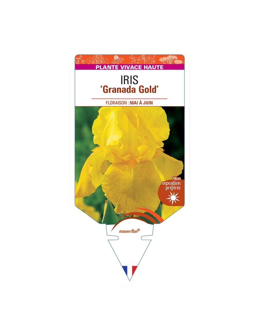 IRIS (germanica) Granada Gold