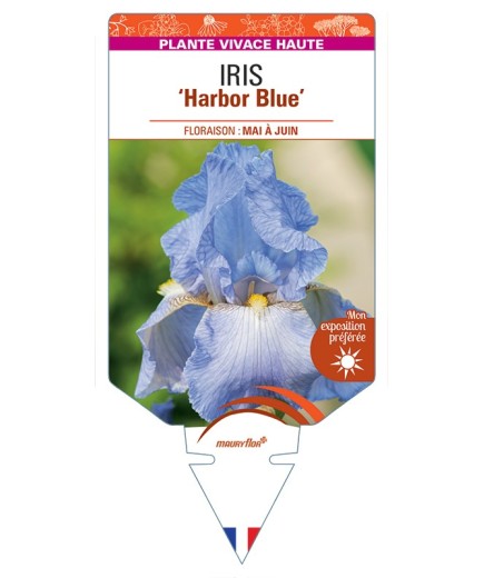 IRIS (germanica) Harbor Blue