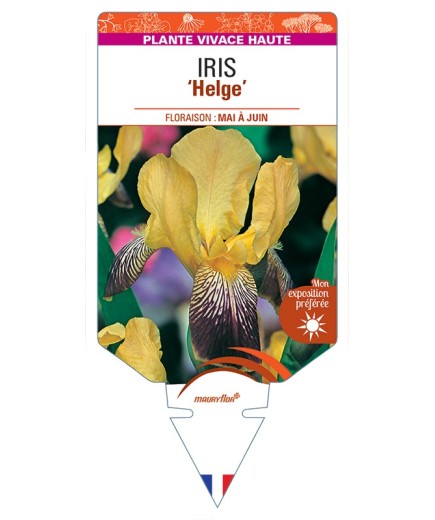 IRIS (germanica) Helge