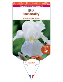 IRIS (germanica) Immortality
