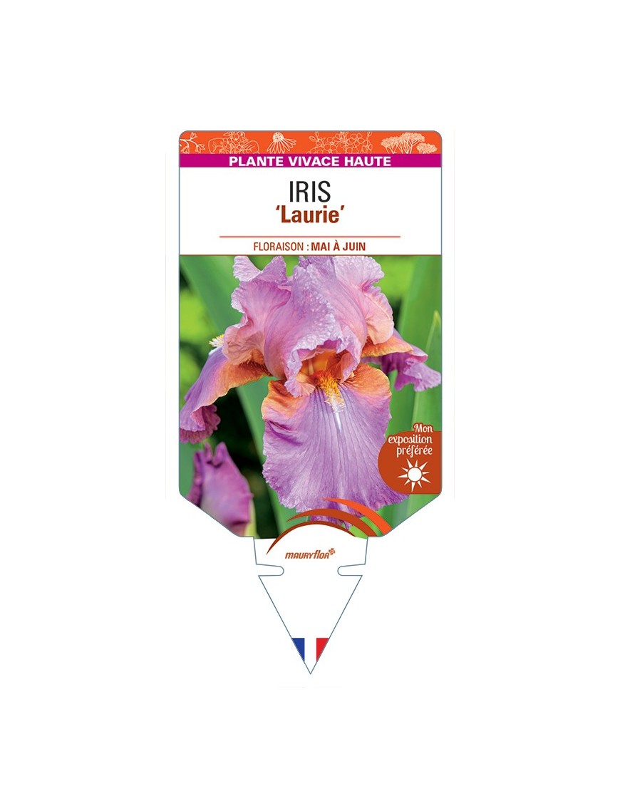IRIS (germanica) Laurie