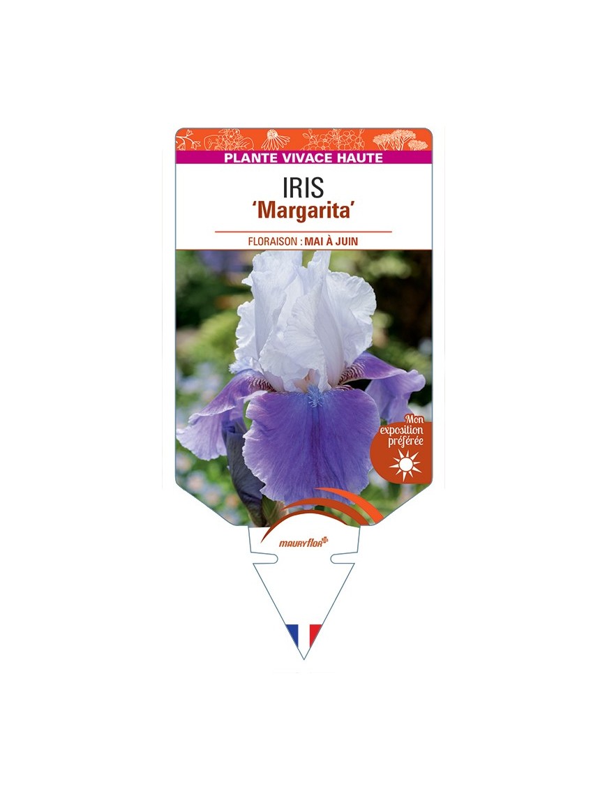 IRIS (germanica) Margarita