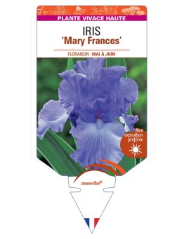 IRIS (germanica) Mary Frances