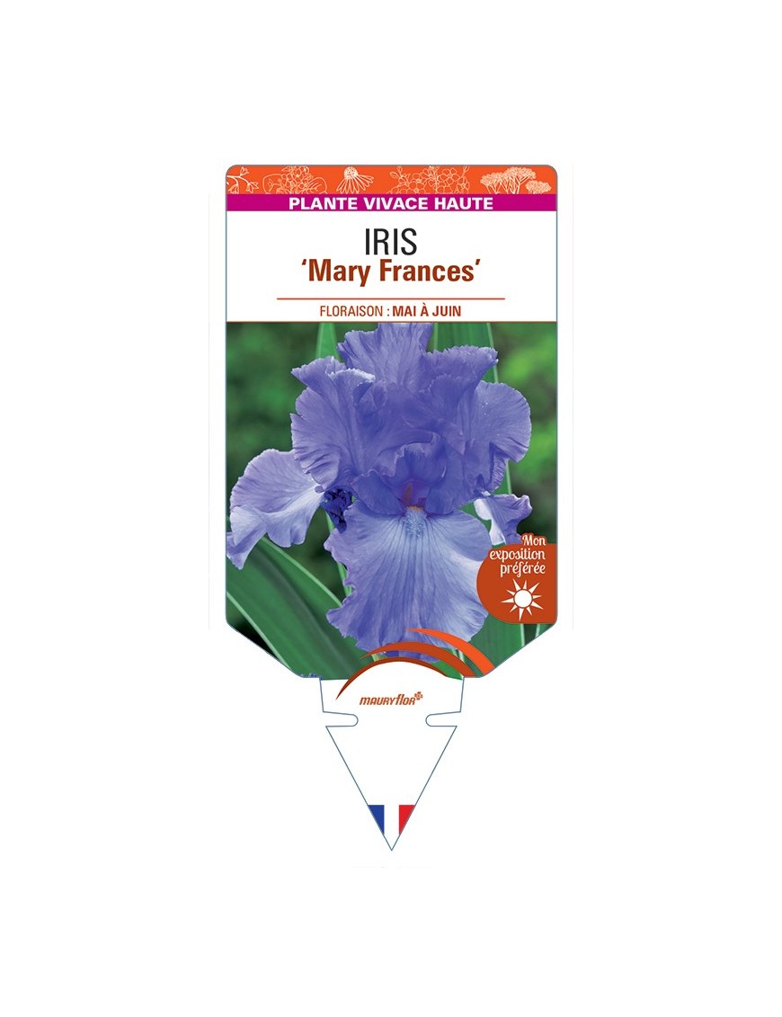 IRIS (germanica) Mary Frances
