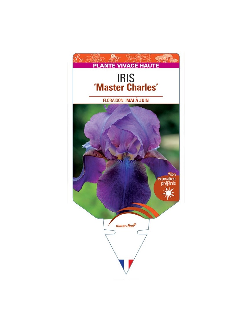 IRIS (germanica) Master Charles