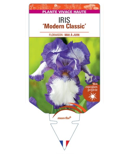 IRIS (germanica) Modern Classic