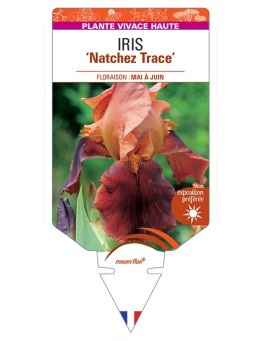 IRIS (germanica) Natchez Trace