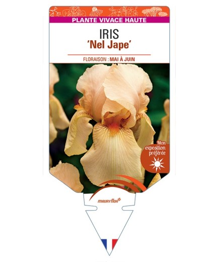 IRIS (germanica) Nel Jape